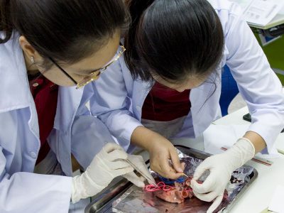 Anatomie an der IGS HCMC