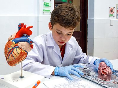 Herz- und Nieren Präparation im Biologieunterricht IGS HCMC